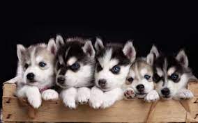 50 4k Ultra Hd Husky Wallpapers Background Images
