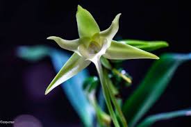 Image result for Angraecum infundibulare