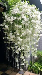 Image result for Jasminum