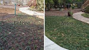 Mondo grass is an incredibly resilient type of plant that is both tough and durable. Planting Dwarf Mondo Grass With Video Proplugger