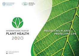 Plant breeding for developing resistance to insect pests 2020 Declared International Year Of Plant Health Euroseeds