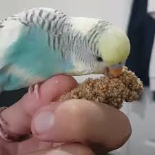 Best Parakeet Food Brand Buying Guide Thepetsupplyguy Pet Pets Animal Bird Birds Avian Parakeet Budgie In 2020 Parakeet Food Budgies Bird Parakeet