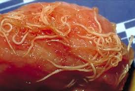 Contoh, cacing kerawit akan menembusi kulit tapak kaki manusia dan bergerak masuk ke dalam usus. Cara Ubat Cacing Kerawit Jurupulih K