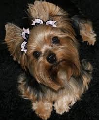5275bae0c91fb71d39618de751a3f0ac Jpg 498 604 Pixels Yorkshire Terrier Dog Yorkshire Terriers Cachorros Yorkie