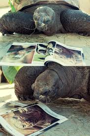 Zwar sind baustellenzäune nicht immer schön anzusehen, aber mit sicherheit ein zeichen dafür, dass sich die zooleitung darum bemüht, die tierhaltung stets zu verbessern. Rebecca Forster Zoography Posts Facebook
