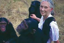 Jane Goodall — the revered conservationist and chimpanzee expert who gave  an inspiring lecture at the UW-Madison last year — has died at age 91 ❤️‍🩹  Goodall is best known for her