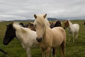 What 39 S The Difference Between A Horse And A Pony Horses Welsh Pony Baby Horses