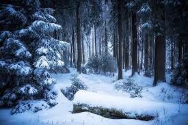 Maybe you would like to learn more about one of these? Wallpaper Schnee Winter Snow Cold Color Colour Canon Colours Kalt Eis Wald Wandern Harz Wanderung 6d 24105 Waldboden Torfhaus W Lder Harzer Waldlandschaft Waldlandschaften Harzlandschaft 1024x683 1120568 Hd Wallpapers
