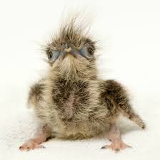 Baby Bird With Crazy Hair Pin On Inspiration