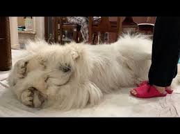 大きな赤ちゃん アラン great pyrenees グレートピレニーズ youtube グレートピレニーズ 赤ちゃん 犬