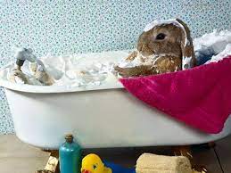 Be sure to rinse all washed areas well so that no shampoo remains. 7 Bunny Baths Ideas Bunny Cute Animals Baby Animals