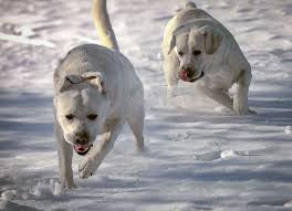 Heatherdowns Labradors Ltd