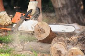 The twin cities tree care experts. About Our Tree Removal Service Twin Cities Tree Removal