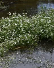 Image result for Oenanthe mildbraedii