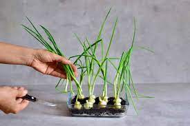 They nibble through scallions at the base, killing the plants. How To Grow Onions At Home From Food Scraps Alphafoodie