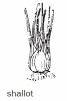 The english called it eschalot and then eventually shortened this to shallot. Shallot Definition Of Shallot By The Free Dictionary