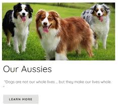 The australian shepherd mix can come in a variety of coats and colors. Australian Shepherd Puppies For Sale Nebraska Australian Shepherds