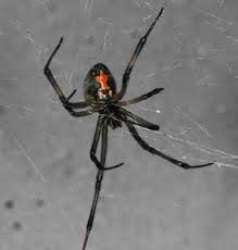 Black And White Striped Spider Texas Cisr How To Identify Brown Widow Spiders Spider Widow Spider Black Widow Spider