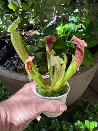 Image result for Vangueria cinerascens