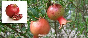 Check spelling or type a new query. Manfaat Buah Delima Dan Kandungan Gizi Buah Delima