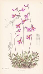 Image result for Lobelia holstii