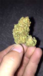The skunk haze strain has a fruity, skunky smell that's quite pungent and the flavor carries this theme with the addition of undertones of exotic spices and a musky sweetness. Skunk Haze Aka Skunk Haze Cbd Marijuana Strain Information Leafly