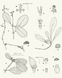 Image result for Psychotria kirkii