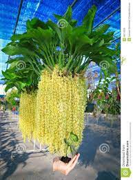 Explore other popular stores near you from over 7 million businesses with over 142 million reviews and opinions from yelpers. Pin By Cheap Flowers Online On Flowers Near Me Pinterest Orchids Flowers And Plants Pin By Cheap Flowers Online Unusual Flowers Beautiful Orchids Plants