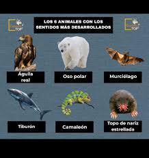 Los 6 animales con los sentidos más desarrollados ️ Los animales han  evolucionado con sentidos extraordinarios para sobrevivir, cazar y  encontrar pareja. Esta lista nos muestra cómo la naturaleza ha  perfeccionado cada