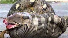 Hewan paling terbesar di dunia. 47 Ular Terbesar Di Dunia Ideas Snake Largest Snake Giant Snake