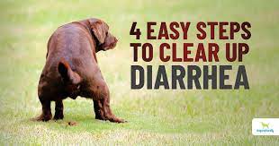 Dog Diarrhea Causes And Home Remedies Dogs Naturally