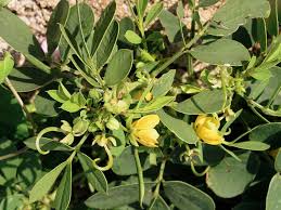 Image result for Senna obtusifolia