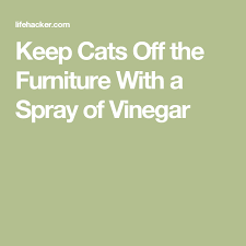 Keep Cats Off The Furniture With A Spray Of Vinegar Cats Cat Repellant Cat Facts