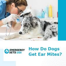 Help your pet the natural way. How Do Dogs Get Ear Mites Signs Symptoms And Treatment Options