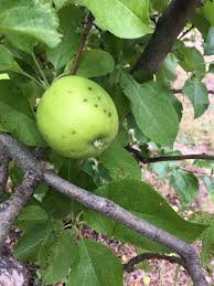 Usda zone 9 fruit trees grow in subtropical and hot climates with very warm summers and mild winters. Seeking Help With Sick Apple Trees In Cedaredge Colorado 632232 Ask Extension