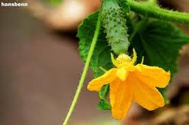 Image result for Cucumis quintanilhae
