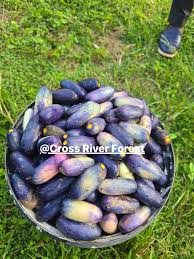 Image result for Pycreus africanus