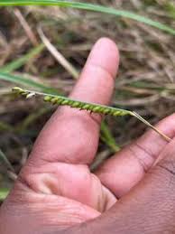Image result for Urochloa brizantha