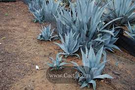 Blue california tequila agave succulent cactus house plant. Agave Americana Deep Blue Cacti Com