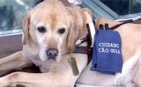 Resultado de imagem para cães-guia