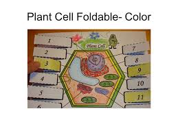 Maybe you would like to learn more about one of these? Bellwork 11 2 15 1 What Is A Cell A Cell Is The Basic Unit Building Block Of An Organism 2 What Is The Largest Known Cell The Largest Know Cell Ppt Download