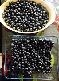 L Histoire D Un Olivier En Pot Qui Produit Ses Olives Noires Pour La Premiere Fois Le Blog Botanique De Nanie Petit A Petit Un Micro Jardin Urbain En Experimentation