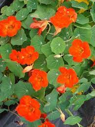 Posts About Edible Flowers On Pick Me Yard Edible Flowers Flowers Edible Flowers Recipes