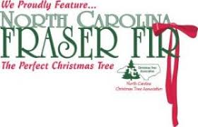 Fraser fir trees prefer locations with an annual rainfall of at least 75 inches (190 cm.). Care For Your North Carolina Fraser Fir Nc State Extension