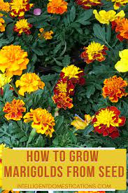 Pin On Container Gardening