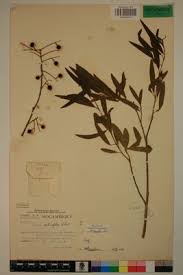 Image result for Boscia salicifolia
