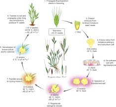 Image result for Brachypodium flexum