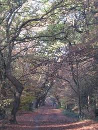 Robert napper, who has schizophrenia and a history of violent attacks on young women, today pleaded guilty to killing rachel nickell on wimbledon common 16 years. 47 Rachel Nickell 1992 Ideas Wimbledon Common Napper Rachel