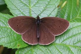 Image result for Aphantopus hyperantus