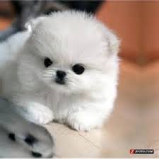 Aktuelle preise für produkte vergleichen! Teacup Pomeranian Aka Baby Seal Lol Pomeranian Puppy Puppies Cute Dogs